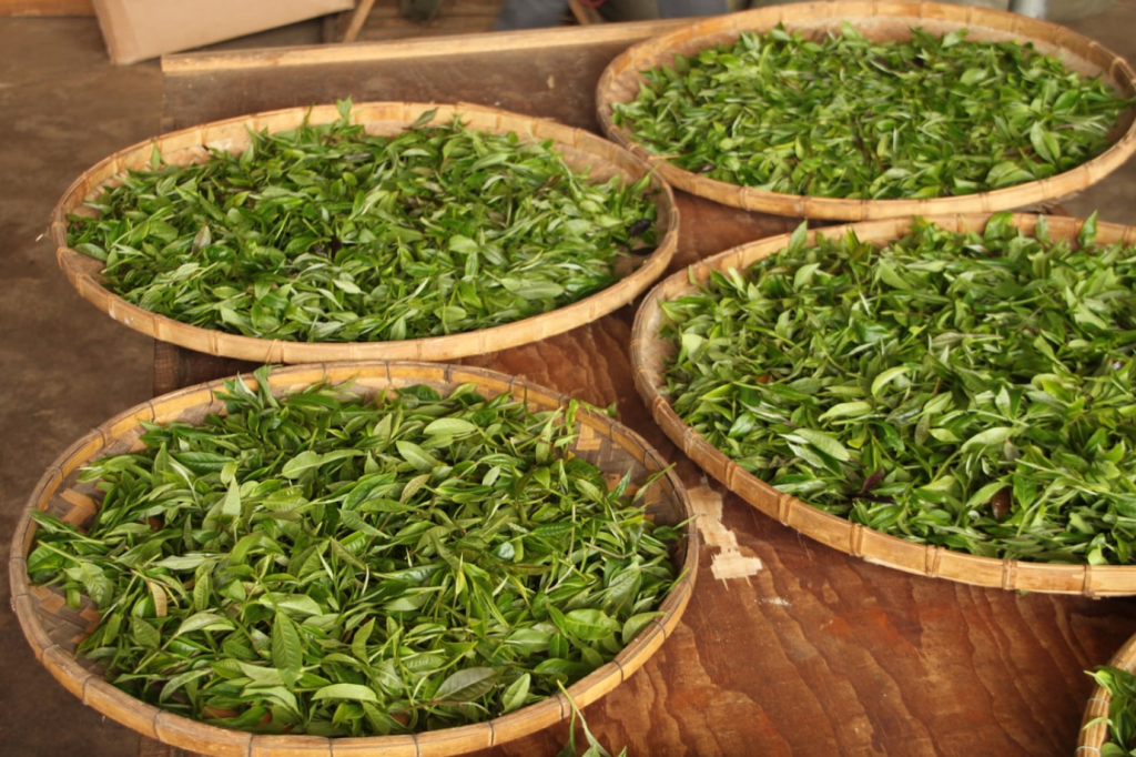 производство зеленого чая