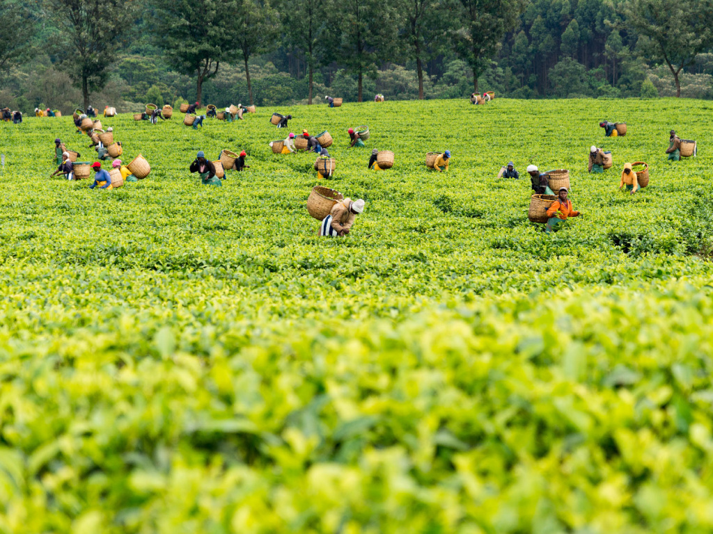 Выращивание и сбор кенийского чая